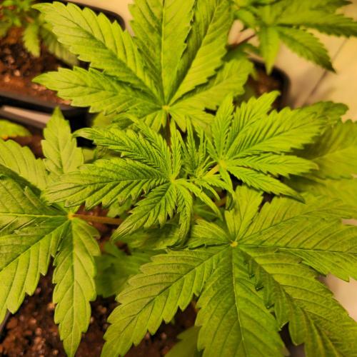 Strawberry Cola Sherbet. Week 3