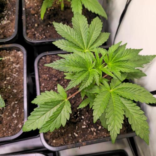 Guava Spritz. Week 3