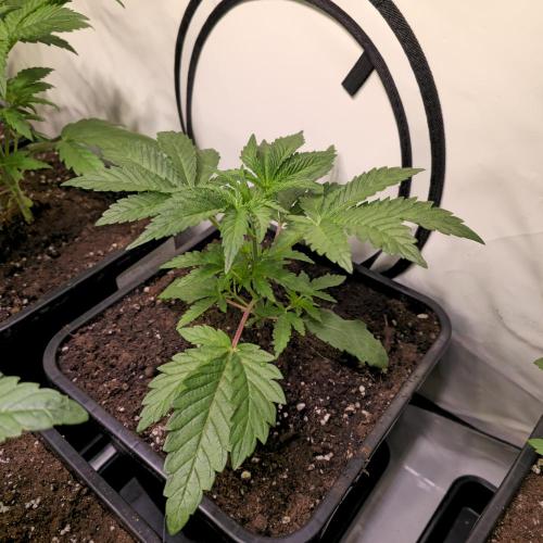 Guava Spritz. Week 3