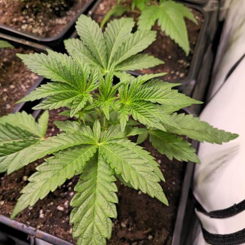 Guava Spritz. Week 3