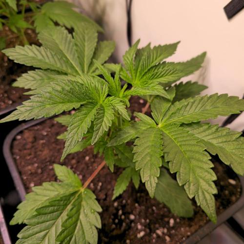 Guava Spritz. Week 3