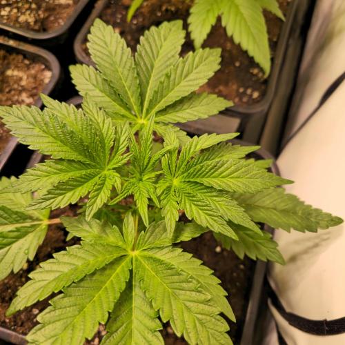 Guava Spritz. Week 3