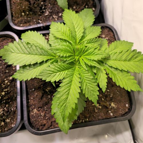 A.Moonrocks #3. Week 3