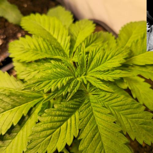 A.Moonrocks #3. Week 3