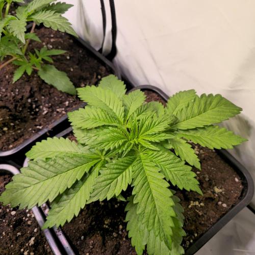 A.Moonrocks #3. Week 3