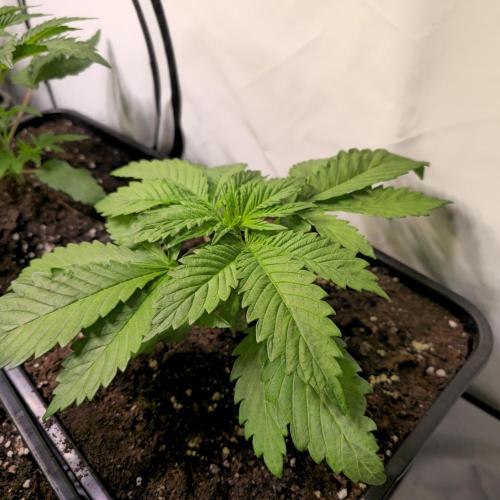 A.Moonrocks #3. Week 3