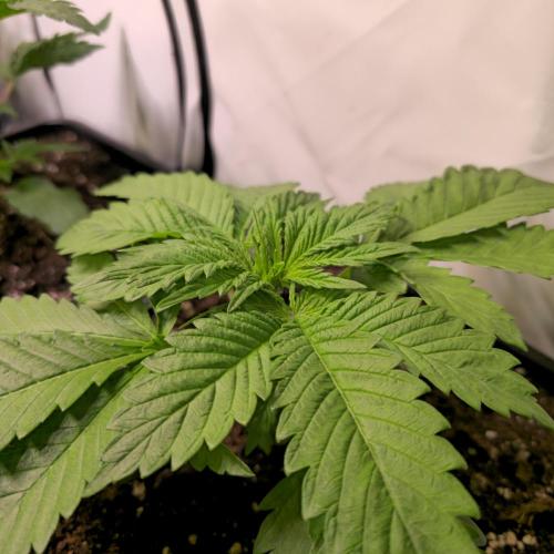 A.Moonrocks #3. Week 3