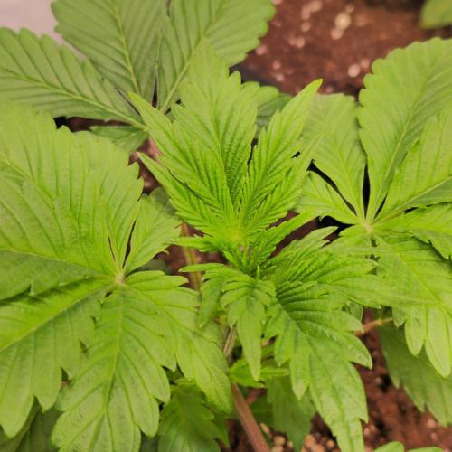 Mimosa Cherry Kush. Week 3