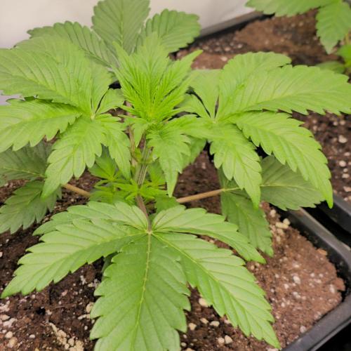 Mimosa Cherry Kush. Week 3