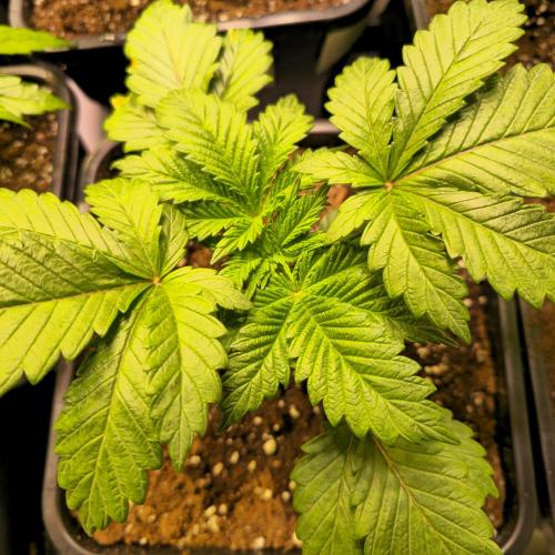 Permanent Marker. Week 3