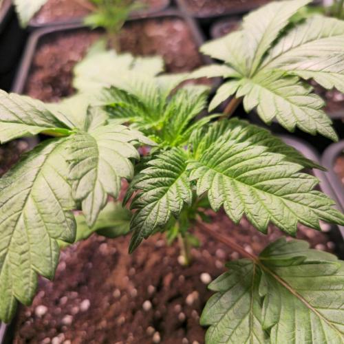 Permanent Marker. Week 3