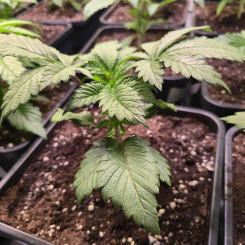 Permanent Marker. Week 3