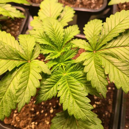 Permanent Marker. Week 3