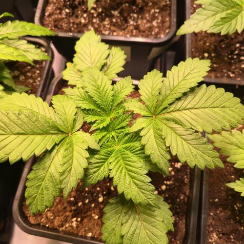 Permanent Marker. Week 3