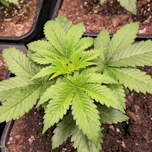 Biscotti Vanilla. Week 3