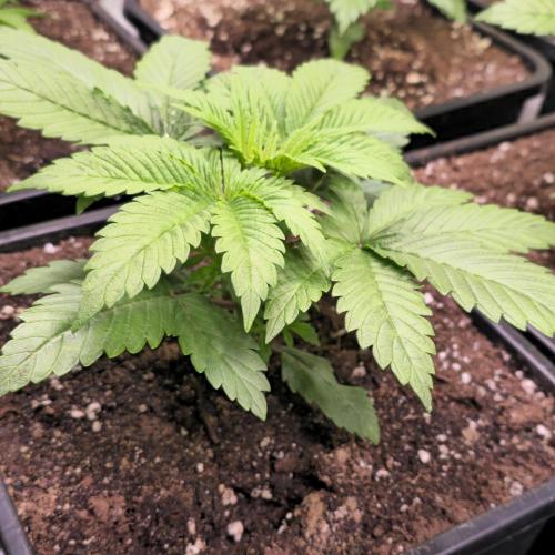 Biscotti Vanilla. Week 3