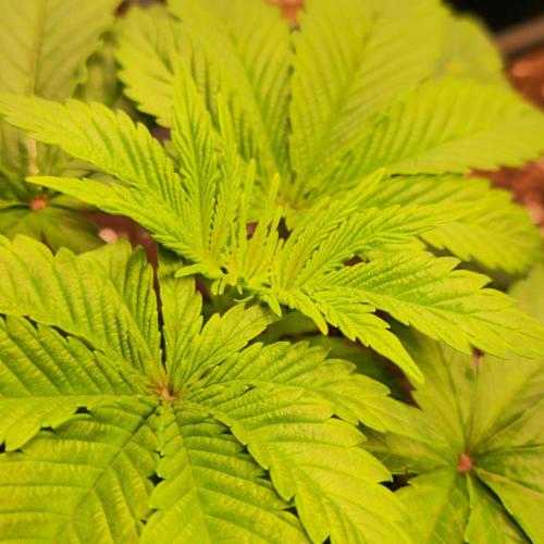 Biscotti Vanilla. Week 3