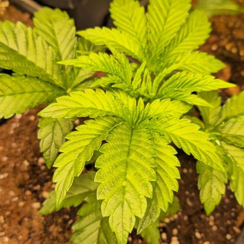 Drizle Pickle. Week 3