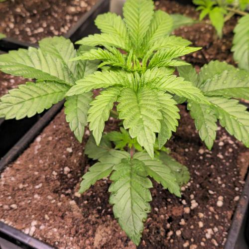 Drizle Pickle. Week 3