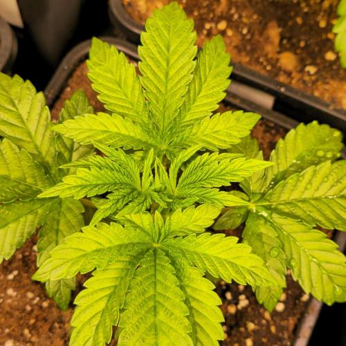 Drizle Pickle. Week 3