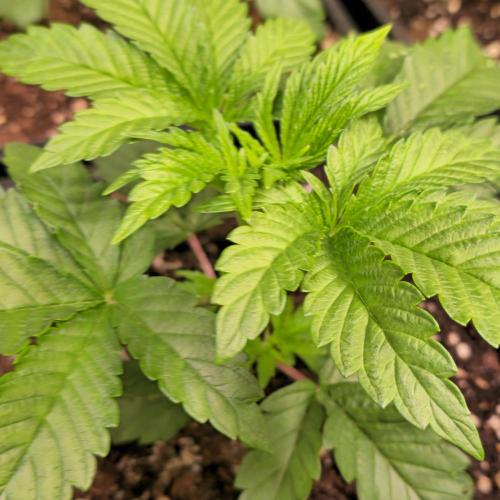 Drizle Pickle. Week 3