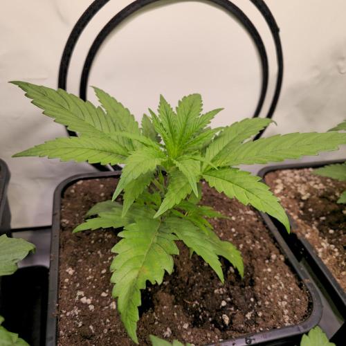 Cali Crasher. Week 3