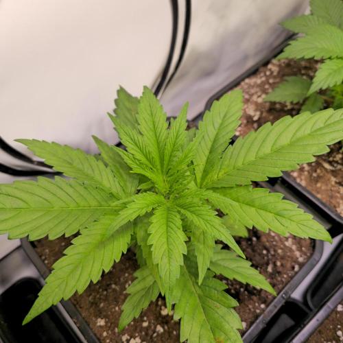 Cali Crasher. Week 3