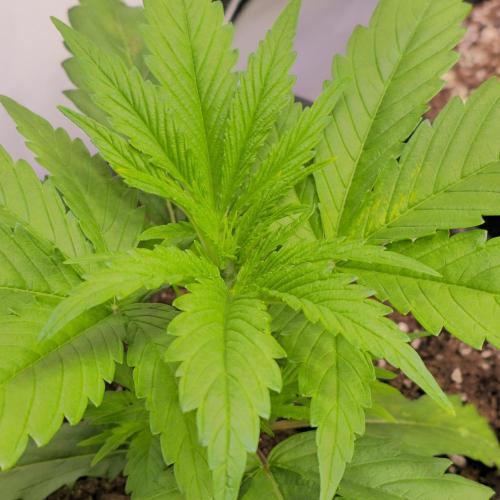 Cali Crasher. Week 3