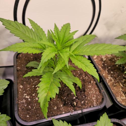 Cali Crasher. Week 3