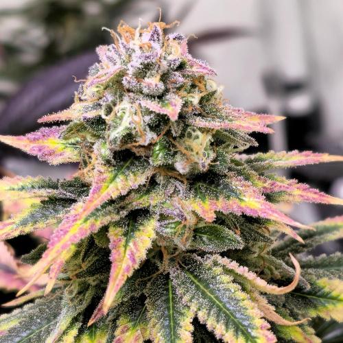 Banana Fumes. Week 15