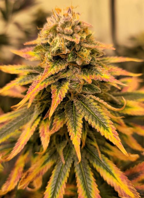 Banana Fumes. Week 15