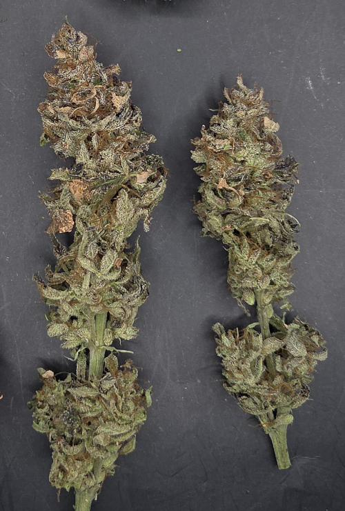 Banana Fumes. Week 15