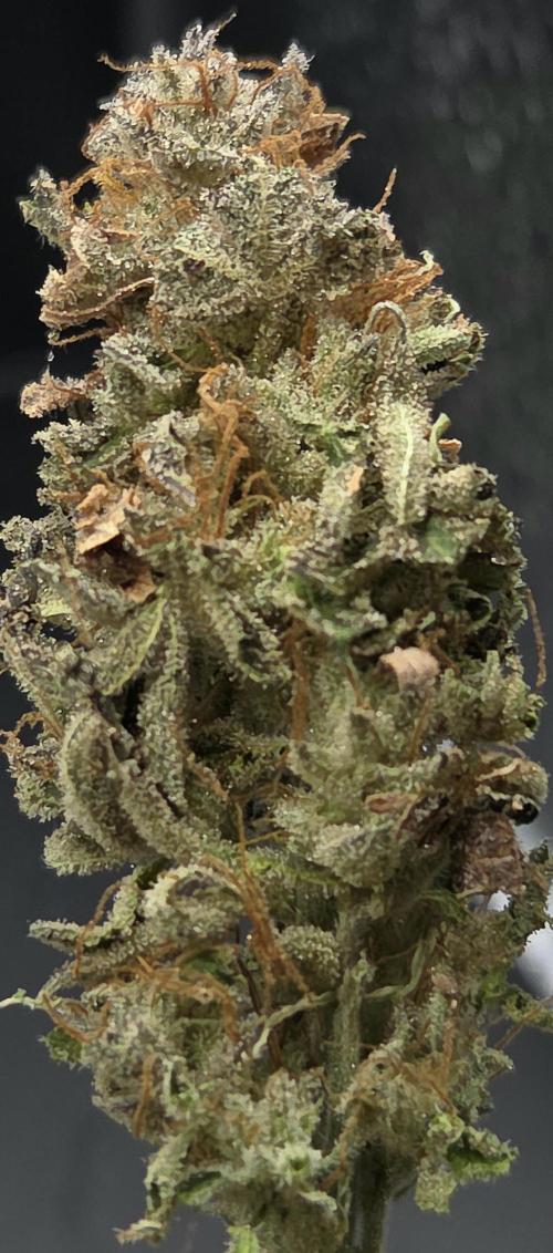 Banana Fumes. Week 15