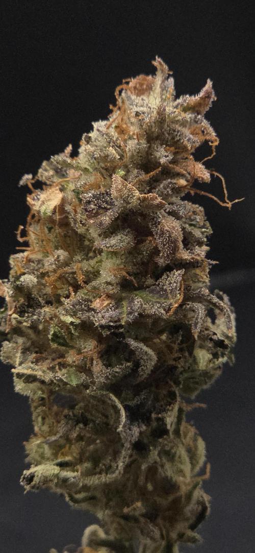 Banana Fumes. Week 15