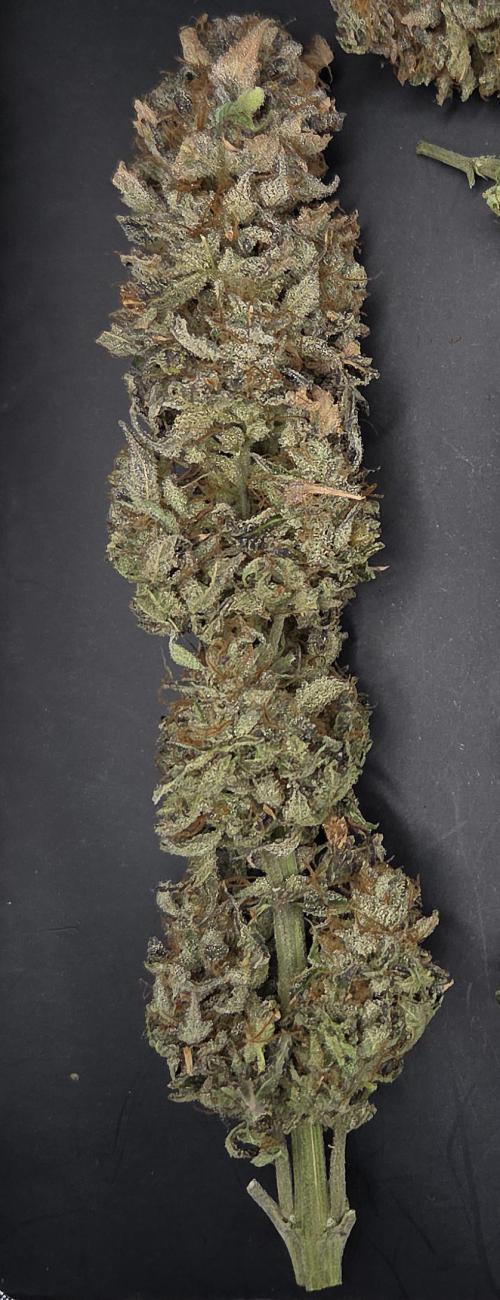 Banana Fumes. Week 15