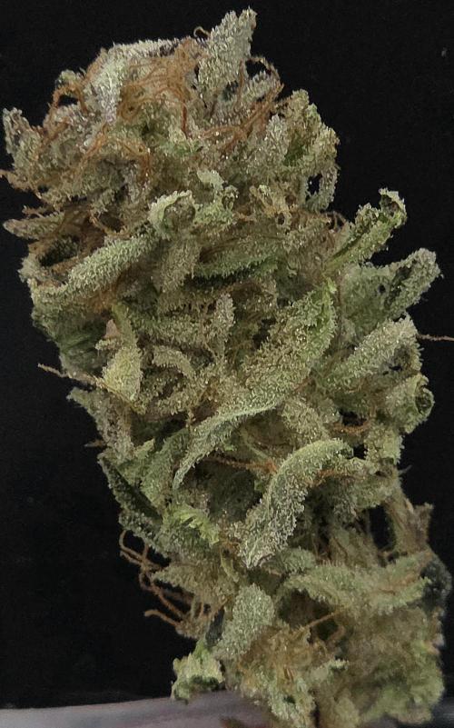 Banana Fumes. Week 15