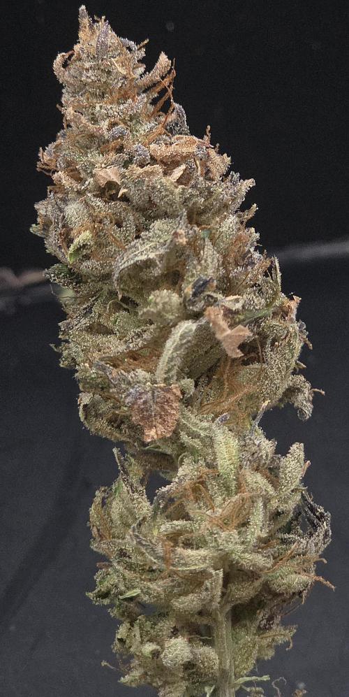 Banana Fumes. Week 15