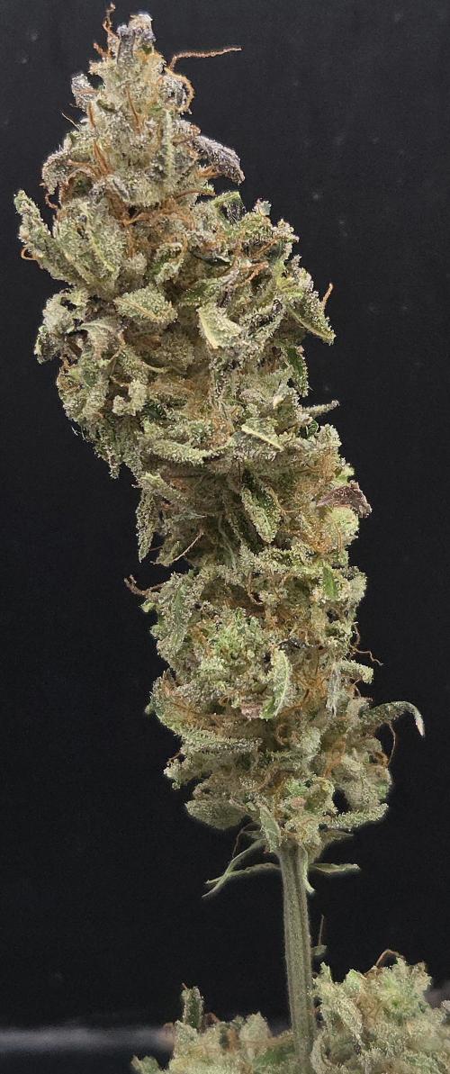 Banana Fumes. Week 15