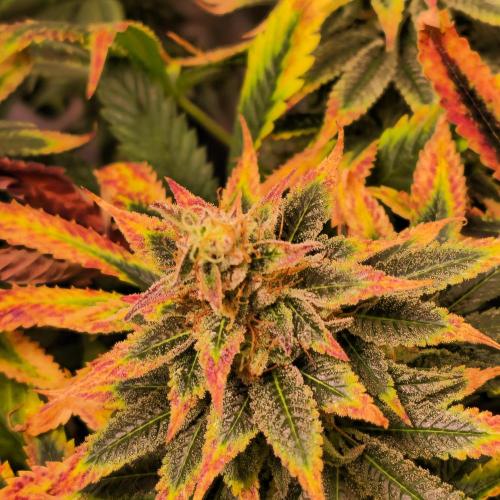 Banana Fumes. Week 15