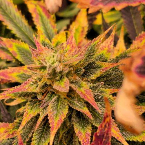 Banana Fumes. Week 15