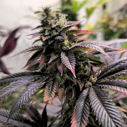 Frozen Cherry Runtz. Week 15