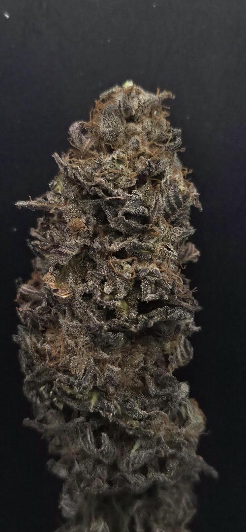 Frozen Cherry Runtz. Week 15