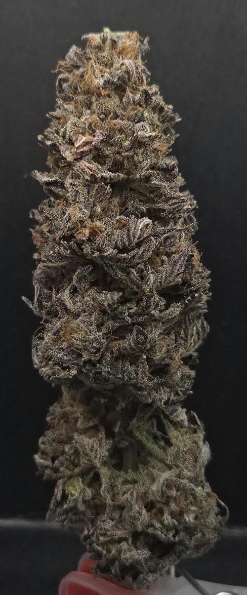 Frozen Cherry Runtz. Week 15