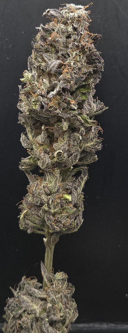 Frozen Cherry Runtz. Week 15