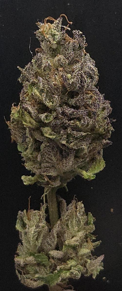 Frozen Cherry Runtz. Week 15