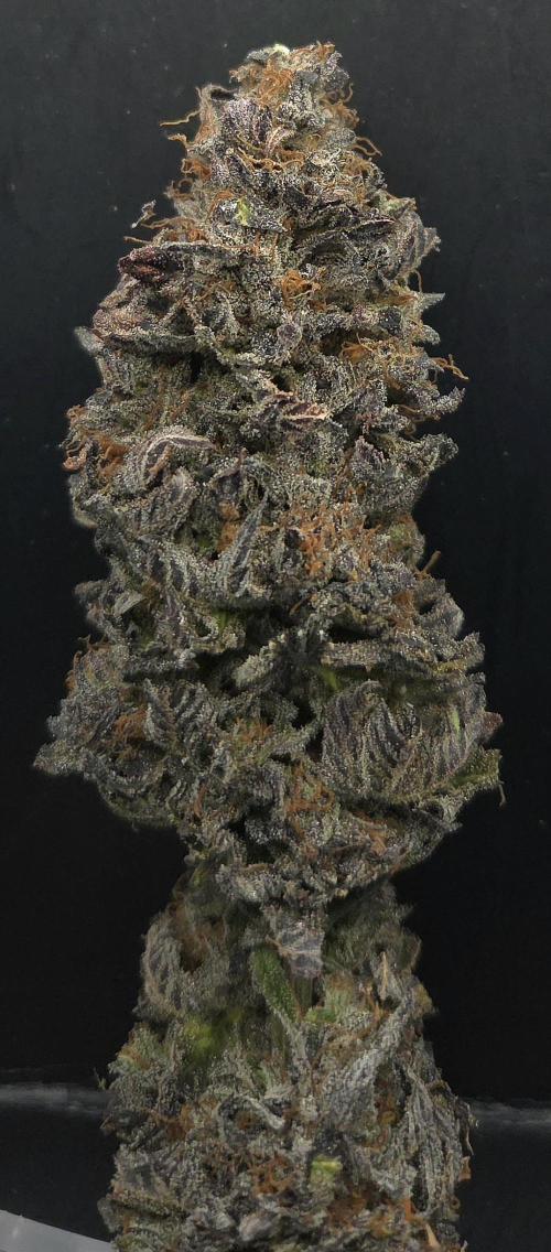 Frozen Cherry Runtz. Week 15