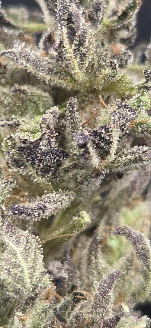 Frozen Cherry Runtz. Week 15