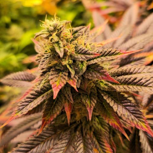 Frozen Cherry Runtz. Week 15