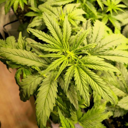 AutoflowerWorldCupBeingThereIsEverything. Week 4