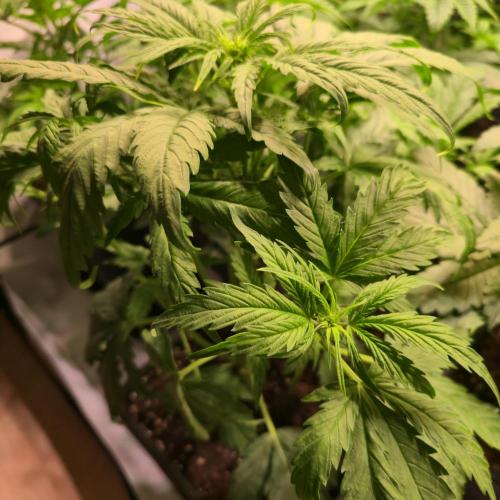 AutoflowerWorldCupBeingThereIsEverything. Week 4